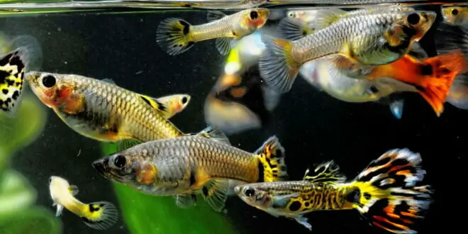 Mastering Aquarium Care