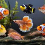 Cute Types of Fish for Pets